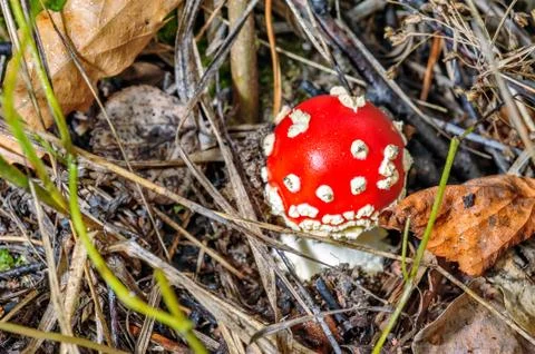 Small fly agaric mushroom Stock Photos