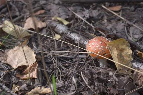 Small fly agaric, with the orange cap, covered with yellow autumn leaf Stock Photos