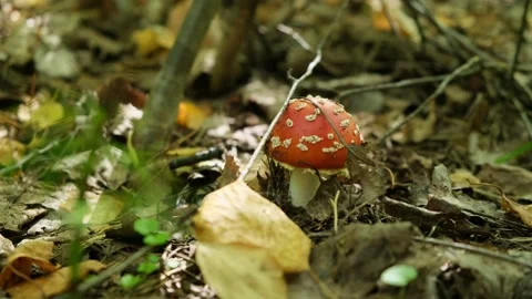 A small fly agaric red amanita muscaria grows in the forest.  Stock Footage 283434213