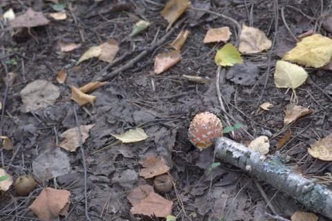 Small fly agaric, the type with pale orange cap Stock Photos