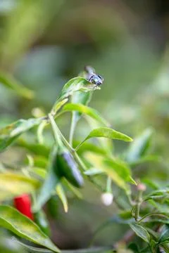 A small fly on a chile plant Stockfoto's
