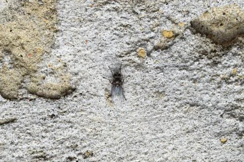 Small fly on a concrete wall Stock Photos