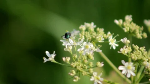 Small fly crawling on white flowers Stock Footage 93542523