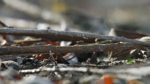 Small Fly Crawling on Wooden Branch - 4K Macro Slow Motion Vídeos de archivo 335706667
