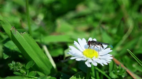 Small Fly on a Daisey Stock Footage 49105432