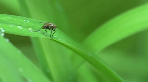Small Fly on a dew covered blade of grass Stock-Footage 51064151