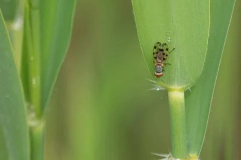 Small fly with dotted wings hangs from a green reed 写真素材