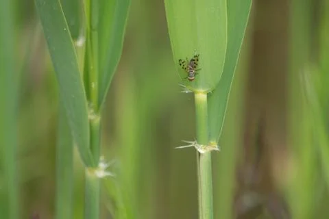 Small fly with dotted wings hangs from a green reed 스톡 사진