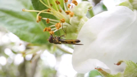 A small fly going around the white flowers Stock Footage 137978732