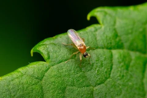 Small Fly on Green Leaf Macro Closeup 库存照片