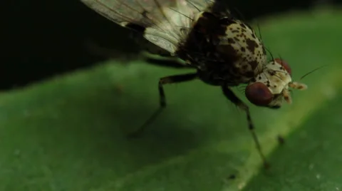 Small Fly Insect Macro Stock Footage 32149732