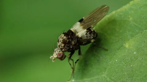 Small Fly Insect Macro Stock Footage 32150212