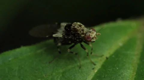 Small Fly Insect Macro - lauxaniid - Sapromyza pictigera Malloch Stock Footage 32149729