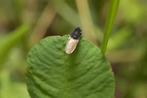 A small fly on a leaf Stock Photos