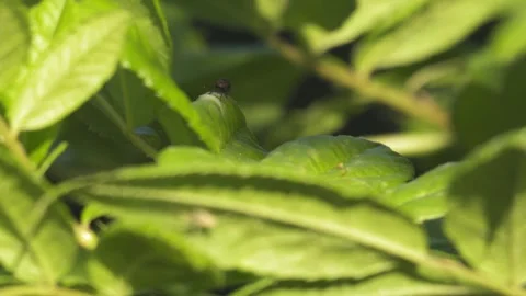 Small Fly Moving Actively on Green Leaf - 4K Macro Slow Motion Vídeos de archivo 335711826