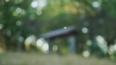 Small fly or insect flying and swirling in the air in forest or meadow Stock Footage 308668405