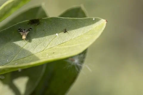 Small fly with patterned wings resting on green leaf Stock Photos