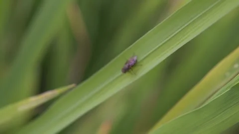 A small fly perched on a long, slender blade of grass. Stock Footage 301089763