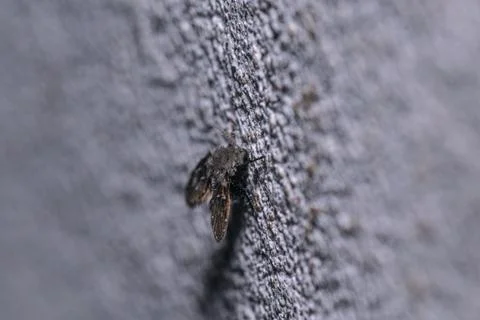 Small fly perched on the wall Stock Photos