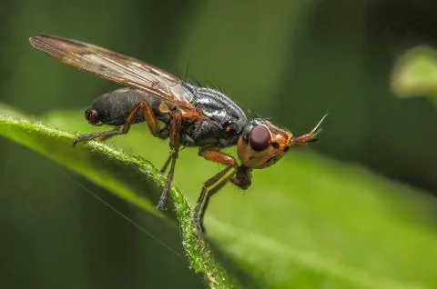 Small fly Stock Photos