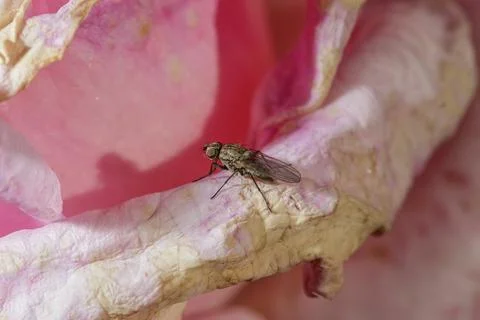 A small fly Foto stock