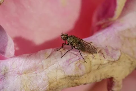 A small fly Photos
