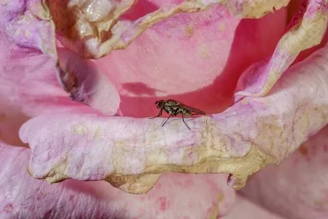 A small fly 写真素材