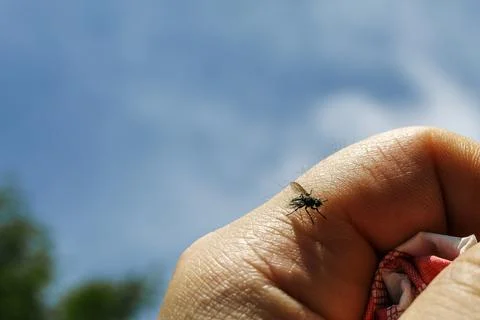 A small fly resting on a finger Photos