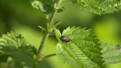 Small Fly Resting Motionless on a Green Leaf - 4K Slow Motion Nature Footage Stock Footage 337496157