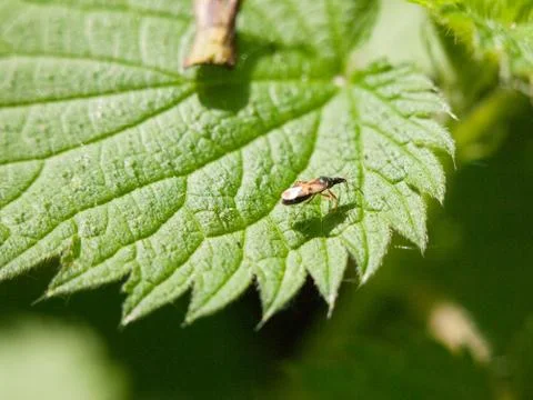 A small fly resting upon a leaf outside macro close up detail spring day ligh Stock Photos