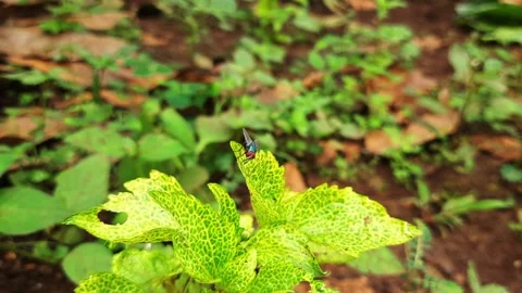 Small fly resting on a vibrant green leaf in a natural outdoor setting Video stock 322009004