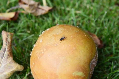 Small fly on a rotten windfall apple Stock Photos
