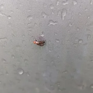 Small Fly On Side Of Vehicle 库存照片