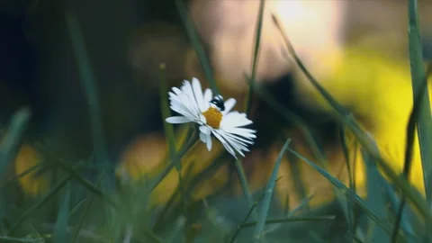 A small fly sitting on a daisy 库存影片 243515322
