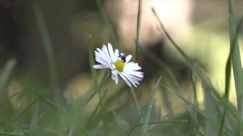 A small fly sitting on a daisy Stock Footage 251000747