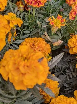 A small fly sitting on top a big orange or yellow marigold flower Stock Photos
