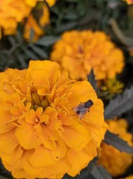 A small fly sitting on top a big orange or yellow marigold flower Stock Photos