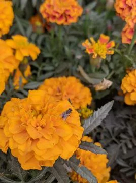A small fly sitting on top a big orange or yellow marigold flower Stock Photos