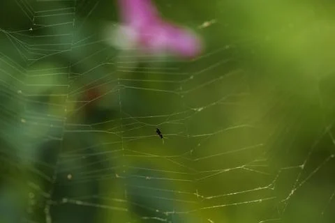 Small fly stuck on a web on a blurred green background Stock Photos