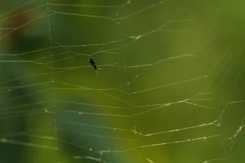 Small fly stuck on a web on a blurred green background Stock Photos