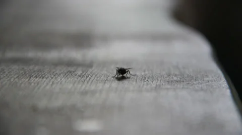Small Fly on Table Stock Footage 39936639