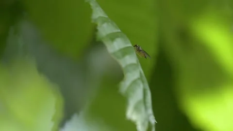 Small Fly Taking Flight from Elm Leaf - 4K Slow Motion Shot Vídeos de archivo 336186431