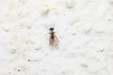 Small fly with translucent wings resting on a light-colored granular textured Stockfoto's