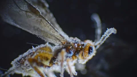 Small fly under microscope, attacked post-mortem by fungi and bacteria visi.. Stock Footage 270148689