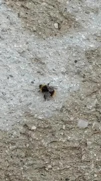 Small fly on a wall. Stock Photos