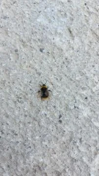 Small fly on a wall. Stock Photos