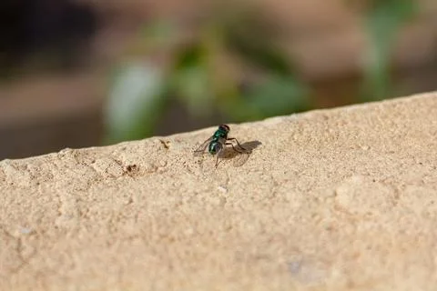 Small fly on a wall 库存照片