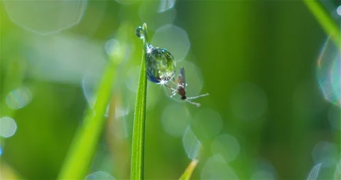Small fly on water Stock Footage 119802363