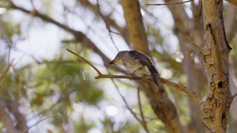Small Flycatcher casting pellet while perched on tree branch, slow motion Stock Footage 341331304
