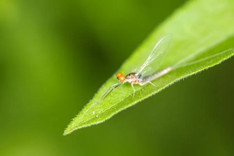 Small flying bug with large orange eyes on a green leaf against a blurred gre Stock Photos